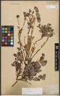 Foto von Salix starkeana Willd.